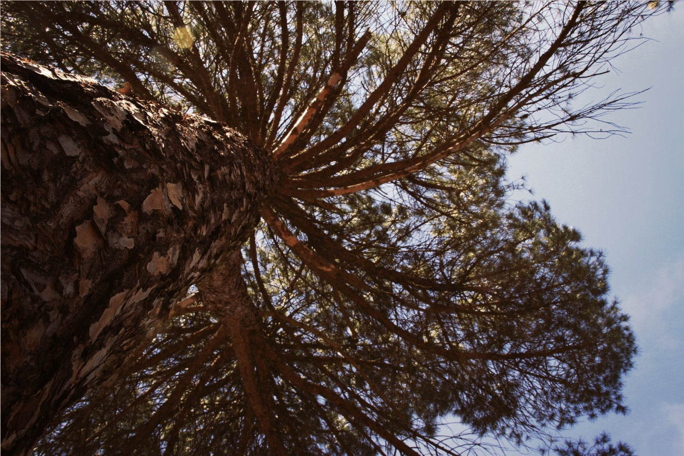 Tree view from below with a clear blue sky